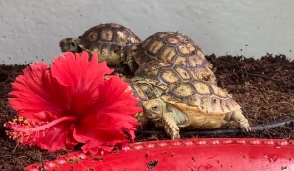 Bulk pricing. Sulcata tortoise hatchlings tortoises 1