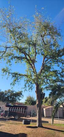 Landscape - Maintenance - Clean ups 1