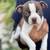 Red Boston Terrier Puppies 2 thumbnail