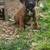 cane corso 3 thumbnail