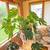 Large split leaf plant 1 thumbnail