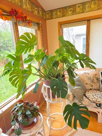Large split leaf plant 1