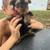Yorkie 4 thumbnail