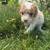 Cavapoos 6 thumbnail