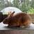 Rabbits : Brits, Silvers, Meat crosses, Tamuk 1 thumbnail