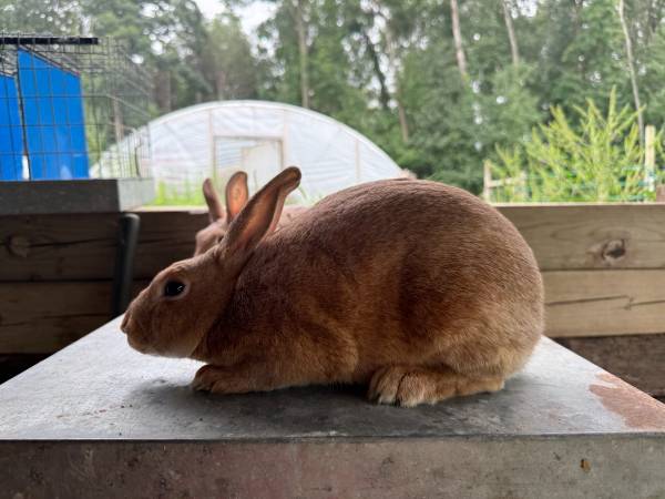 Rabbits : Brits, Silvers, Meat crosses, Tamuk 1