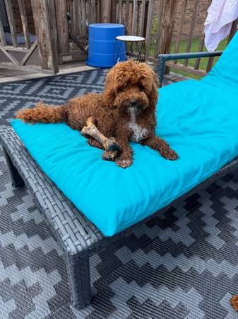 F1B RED MINI CAVAPOO 1