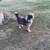 Free Dog! 5 thumbnail
