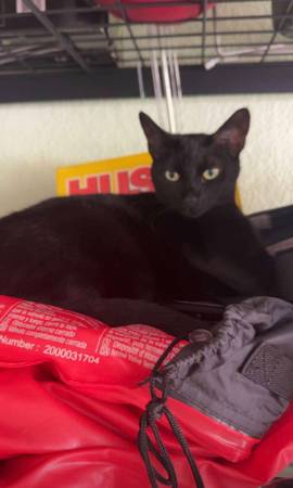 Lost cat (Navajo & Mohawk near Seminole BLVD)64002723116801121