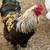 Beautiful Roosters for sale 2 thumbnail