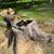 Stump grinding 1 thumbnail