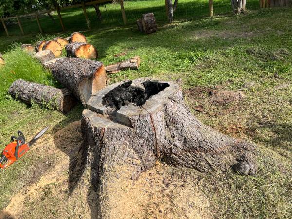 Stump grinding 1