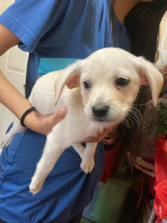 Giving away free puppy (Splendora)63859315001347120
