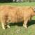 Scottish Highland Cows 5 thumbnail