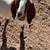 Boer goats 3 thumbnail
