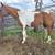 Bred APHA Mare 5 thumbnail