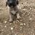 Anatolian Shepherd 5 thumbnail