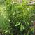 Skip Laurels 1 Gal 30" Skip Laurels Plant Now for Fast Spring Growth - $20 each 1 thumbnail