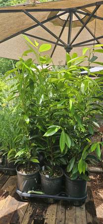 Skip Laurels 1 Gal 30" Skip Laurels Plant Now for Fast Spring Growth - $20 each 1