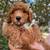 Mini goldendoodles 1 thumbnail