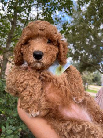 Mini goldendoodles 1