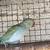 Young male indian ringneck 2 thumbnail