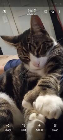 Manx/ Polydactyl 1 1/2 años macho (Gilroy)63659166775681122