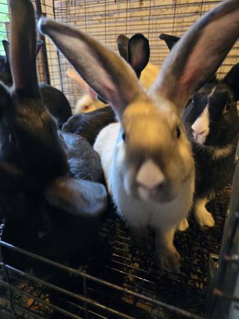 Meat rabbits - $20 (Centralia)63471421652483120