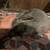 Rex Rabbits 3 thumbnail