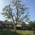Tree trimming and Removal, All Orange County 1 thumbnail