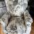 Arm chair (2 available) 2 thumbnail