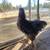 Pretty Cochin rooster 3 thumbnail