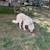 Dogs 4 thumbnail