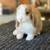 Holland lop baby bunnies 17 thumbnail