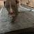 Pitbull puppies 9 thumbnail