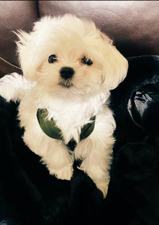 Maltese Puppy63865302810883121