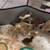 Coturnix chicks 1 thumbnail