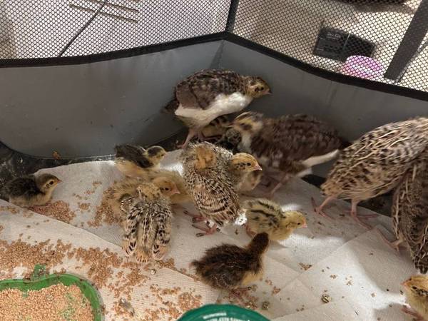 Coturnix chicks 1