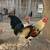 rooster gallo 4 thumbnail