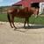 8 year old gelding 6 thumbnail