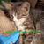 8, 9, 14 week old kittens $20 5 thumbnail