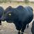 Bull for Sale 3 thumbnail