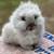 Lionhead bunnies 4 thumbnail