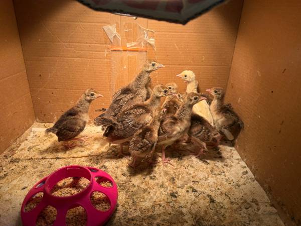 Peachicks 1