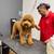 ✨ Pyrenees Pets & Grooming – Gentle, Fast & Professional Dog Grooming 2 thumbnail