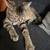 9 month Kitten 9 thumbnail