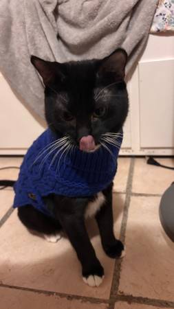 Gato de un año63621673089283122