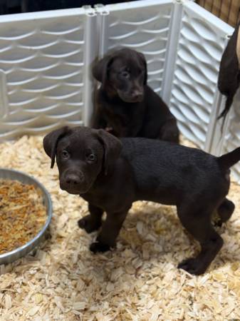 Labrador retrievers63664482590851120