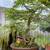 bonsai 12 thumbnail