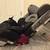 Diono Radian rXT steel frame, narrow, all in one car seat 3 thumbnail
